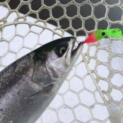 フィッシング サンクチュアリ 釣果