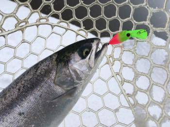 フィッシング サンクチュアリ 釣果