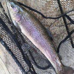 フィッシング サンクチュアリ 釣果