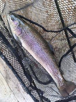 フィッシング サンクチュアリ 釣果