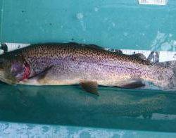 フィッシング サンクチュアリ 釣果