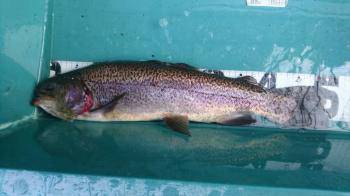 フィッシング サンクチュアリ 釣果