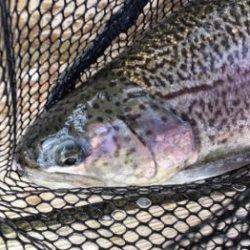 フィッシング サンクチュアリ 釣果