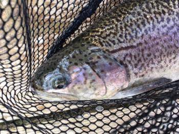 フィッシング サンクチュアリ 釣果