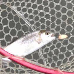 フィッシング サンクチュアリ 釣果