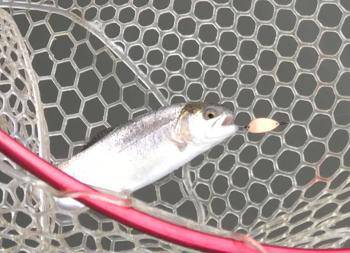 フィッシング サンクチュアリ 釣果