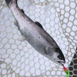 フィッシング サンクチュアリ 釣果