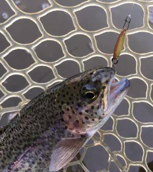 フィッシング サンクチュアリ 釣果