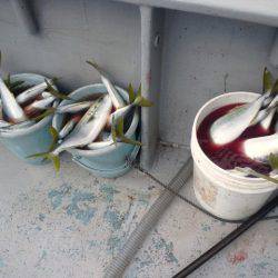 第二明康丸 釣果