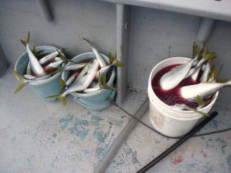 第二明康丸 釣果