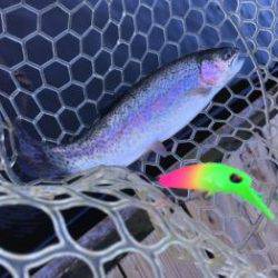 フィッシング サンクチュアリ 釣果