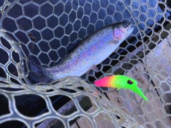 フィッシング サンクチュアリ 釣果