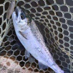 フィッシング サンクチュアリ 釣果