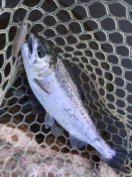 フィッシング サンクチュアリ 釣果