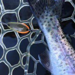 フィッシング サンクチュアリ 釣果