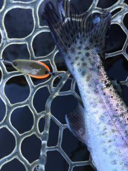 フィッシング サンクチュアリ 釣果