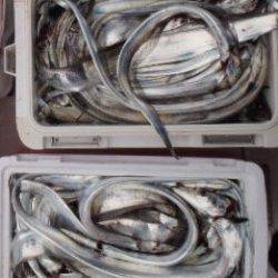 フィッシング　キッタカ 釣果