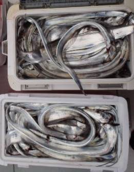 フィッシング　キッタカ 釣果