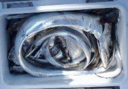 フィッシング　キッタカ 釣果