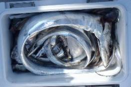 フィッシング　キッタカ 釣果