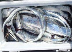 フィッシング　キッタカ 釣果