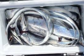 フィッシング　キッタカ 釣果