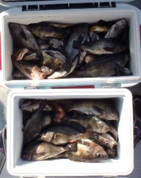 フィッシング　キッタカ 釣果