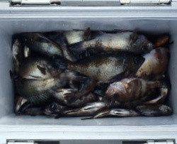 フィッシング　キッタカ 釣果