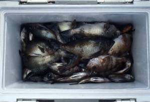 フィッシング　キッタカ 釣果