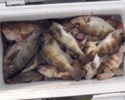 フィッシング　キッタカ 釣果