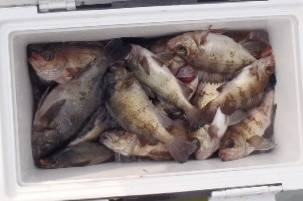 フィッシング　キッタカ 釣果