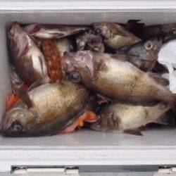 フィッシング キッタカ 釣果