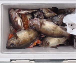 フィッシング キッタカ 釣果