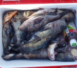 フィッシング　キッタカ 釣果