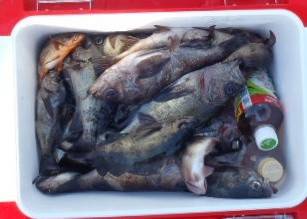 フィッシング　キッタカ 釣果