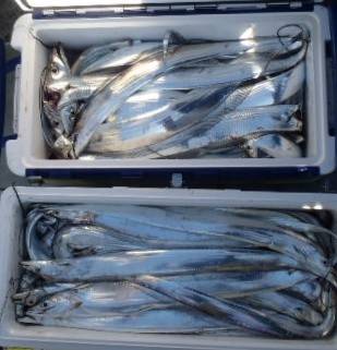 フィッシング キッタカ 釣果