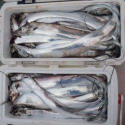 フィッシング キッタカ 釣果