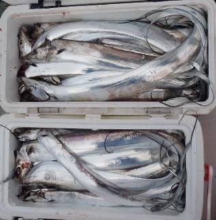 フィッシング キッタカ 釣果