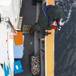 シーランチ 釣果