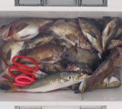 フィッシング キッタカ 釣果