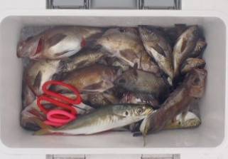 フィッシング キッタカ 釣果