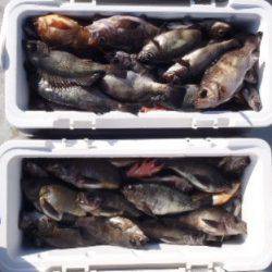 フィッシング　キッタカ 釣果