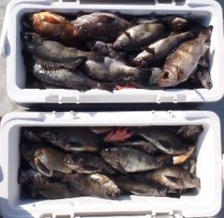 フィッシング　キッタカ 釣果