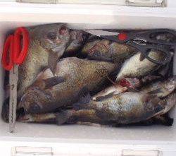 フィッシング　キッタカ 釣果