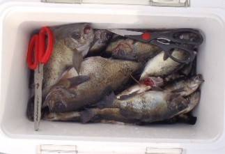 フィッシング　キッタカ 釣果