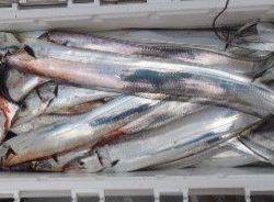 フィッシング キッタカ 釣果