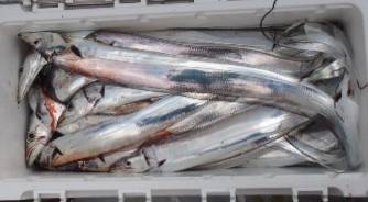 フィッシング キッタカ 釣果