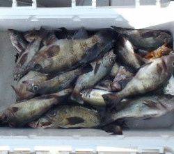 フィッシング　キッタカ 釣果