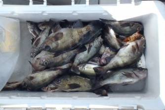 フィッシング　キッタカ 釣果