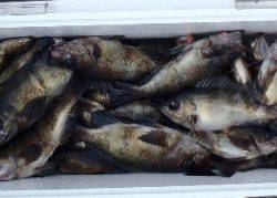 フィッシング　キッタカ 釣果